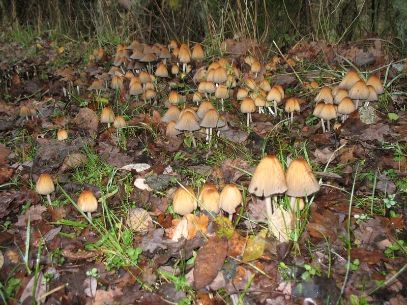 Petite bande de Coprins micacés